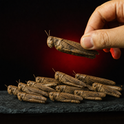 Dried Locusts 6 g – product detail